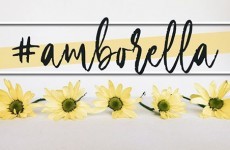 Amborella Artesanía Floral