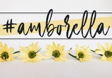 Amborella Artesanía Floral