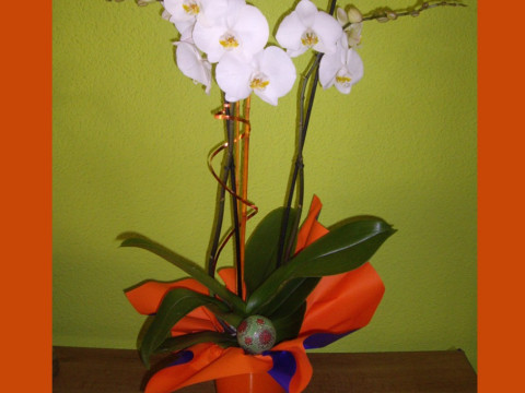 Floristería Cipitria